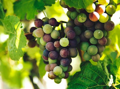 Green and red grapes on a vine
