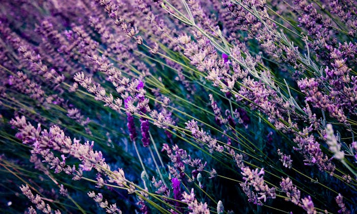 Flowers on a lavender plant