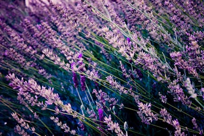 Flowers on a lavender plant