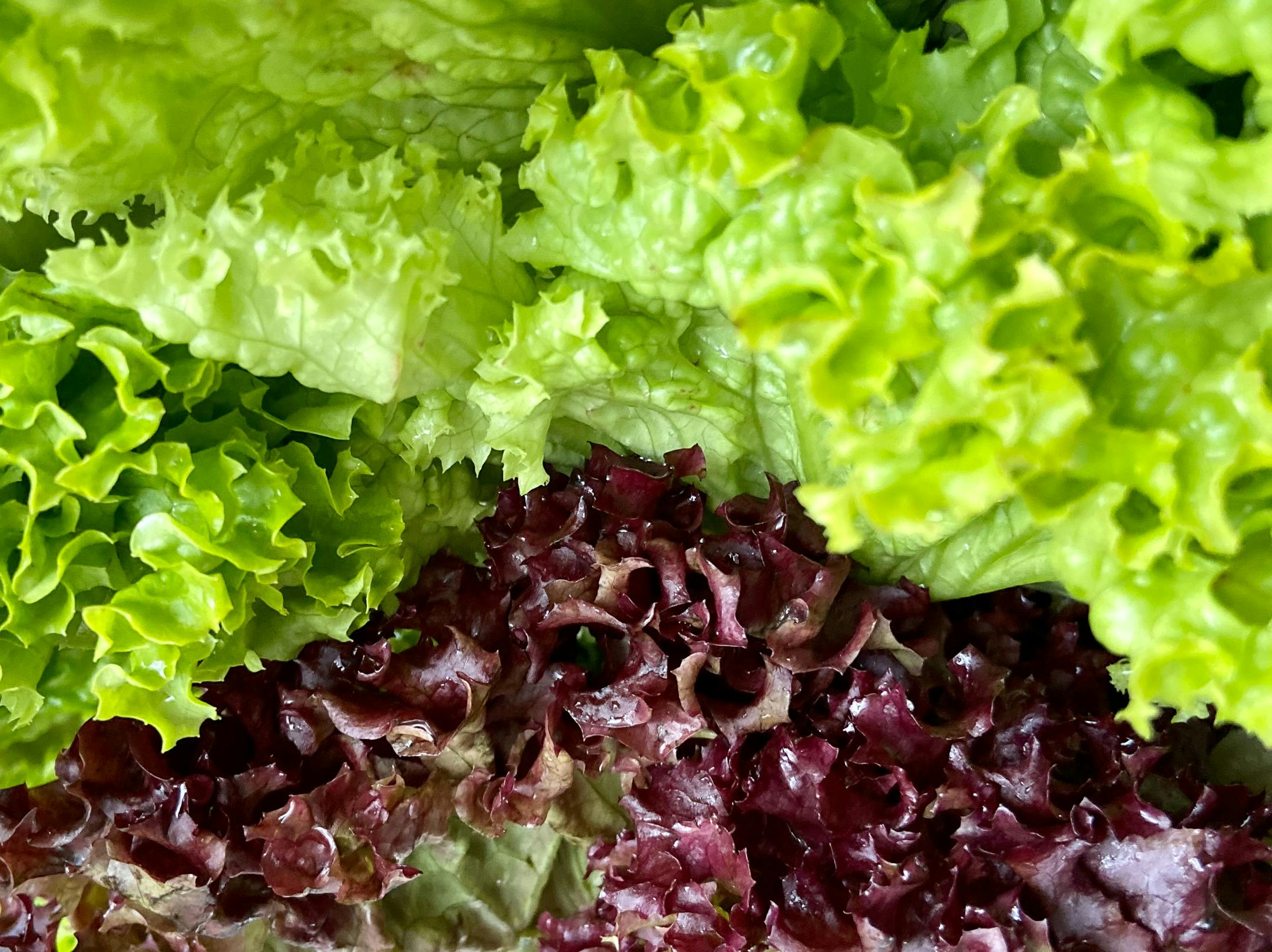 How to Grow Lettuce