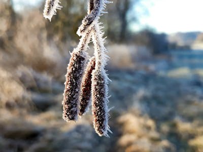 How to Use Frost Dates in Southern California