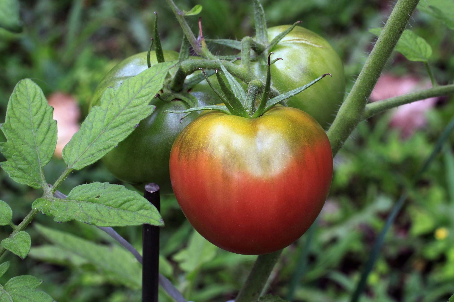 How to Grow Perfect Tomatoes in Southern California