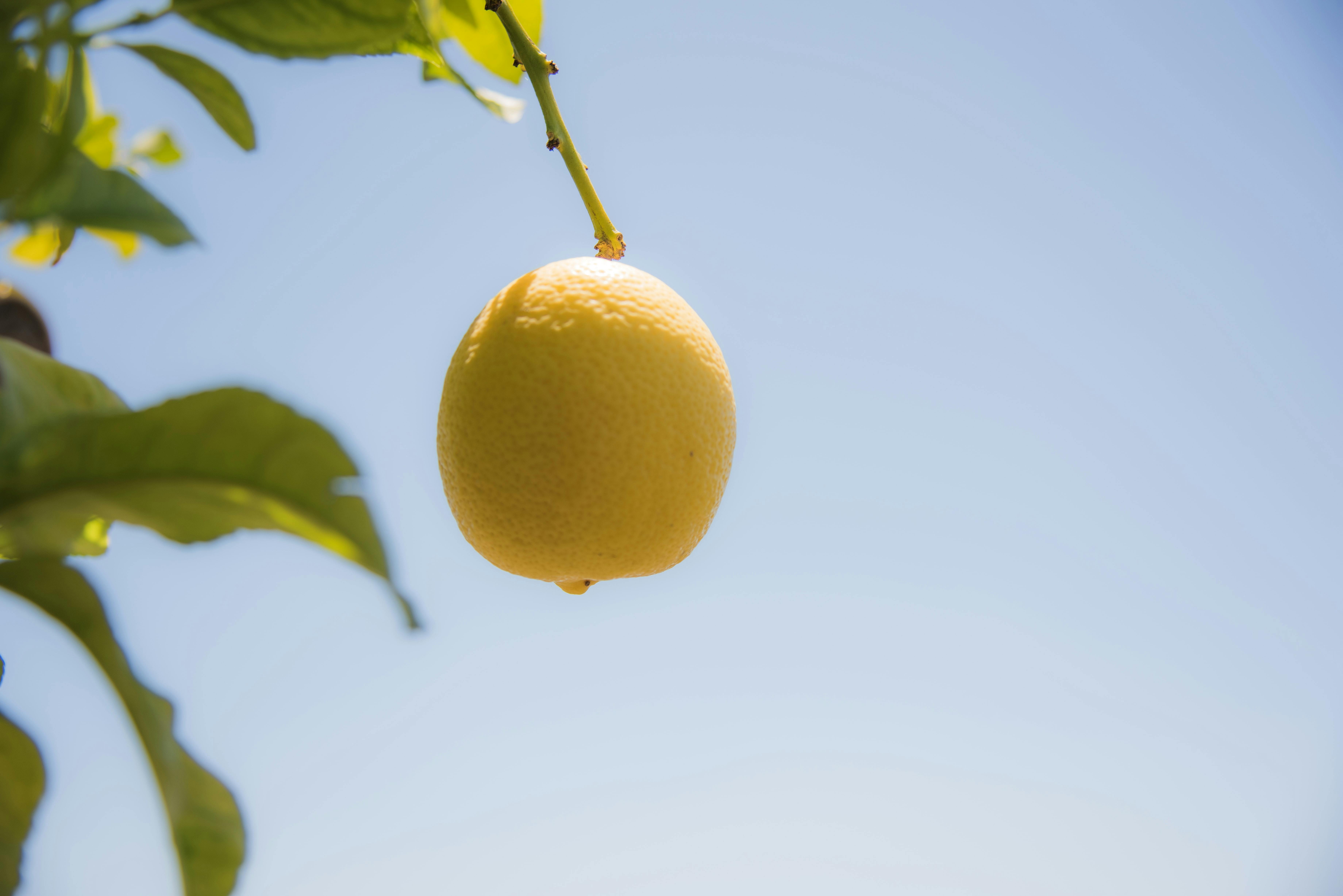 Lemon trees are heavy feeders and may need supplemental fertiziler