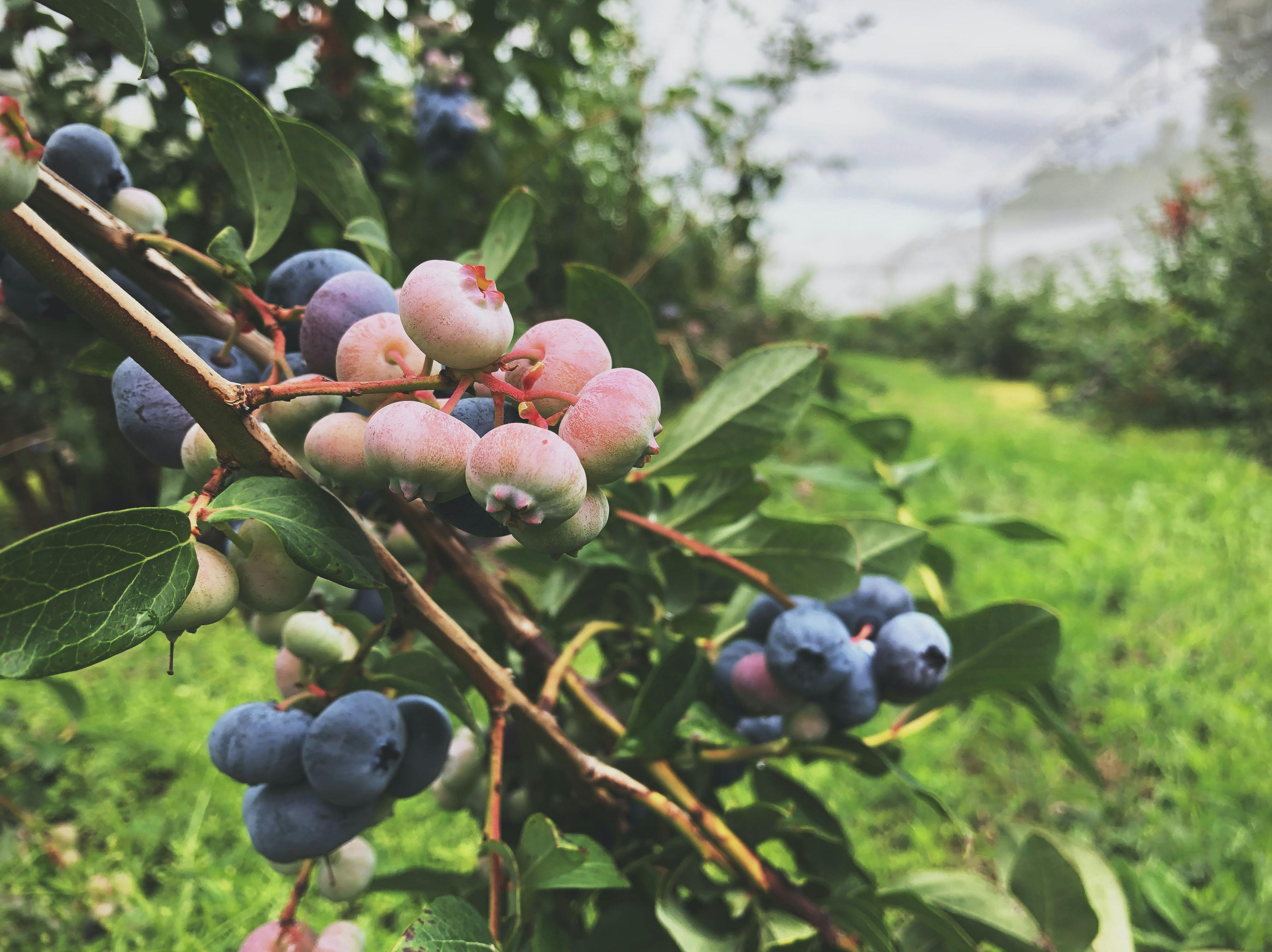 Blueberries are a good perennial fruit