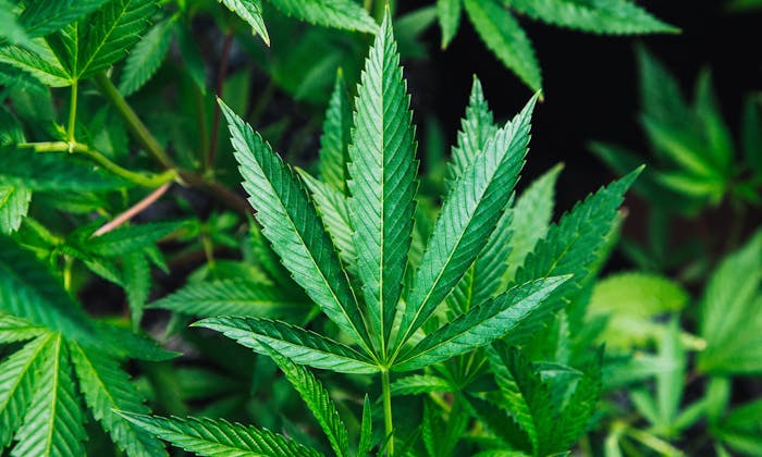 Cannabis sativa, one prominent leaf in a bush